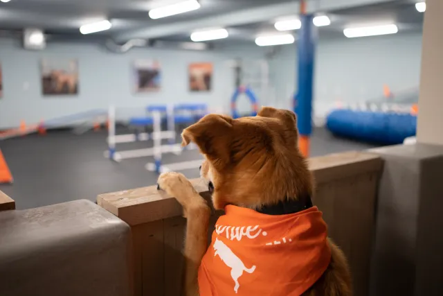 Inside a Zoom Room indoor dog training gym with agility equipment