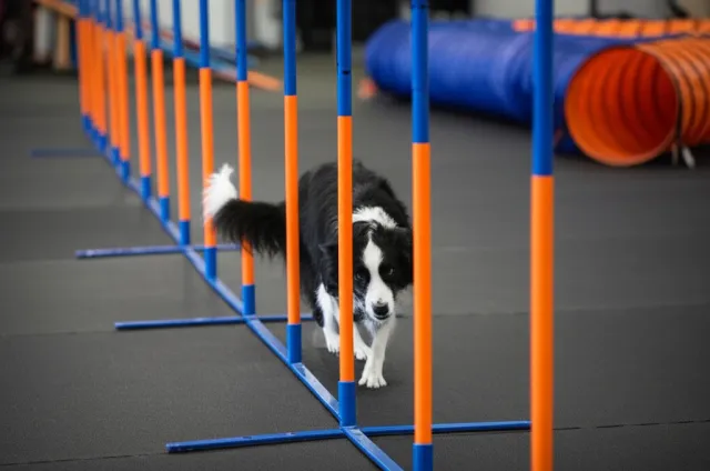 Dog on an agility course