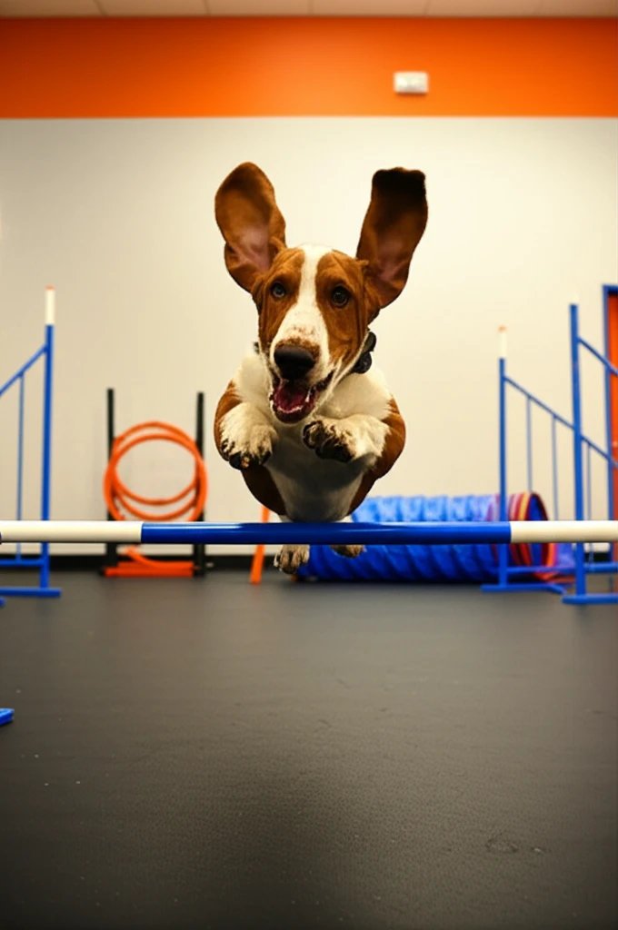 Basset Hound jumping over agility bar at Zoom Room