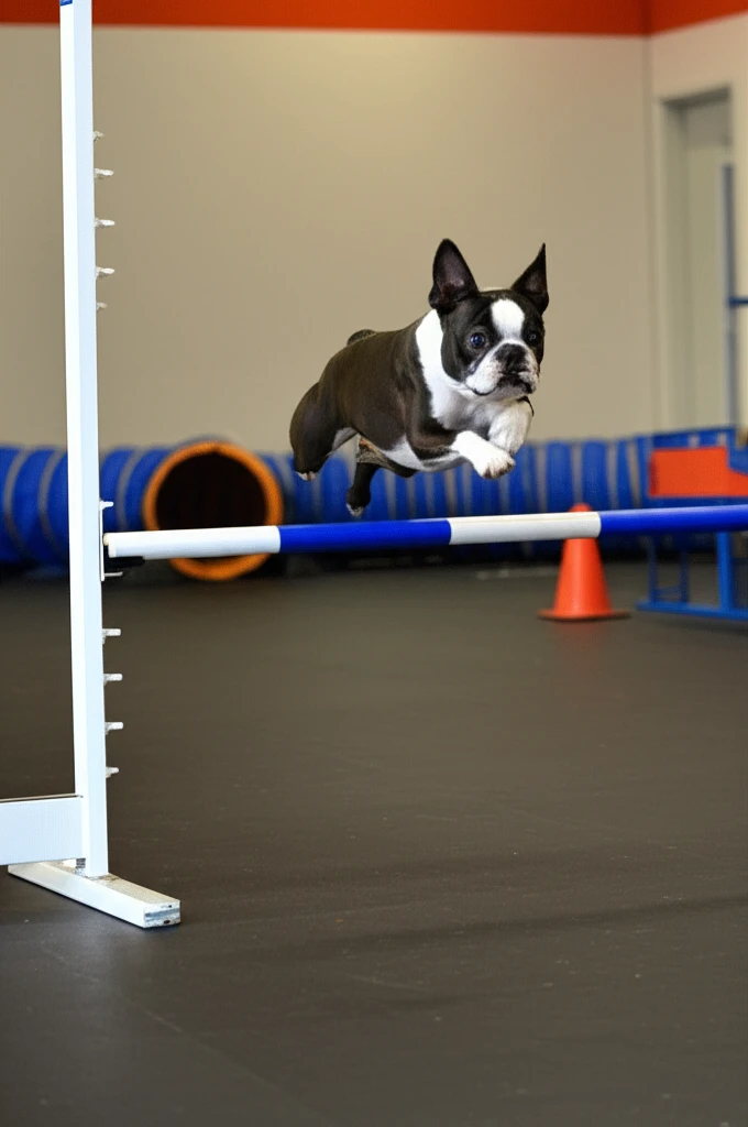 Boston Terrier jumping over agility bar at Zoom Room