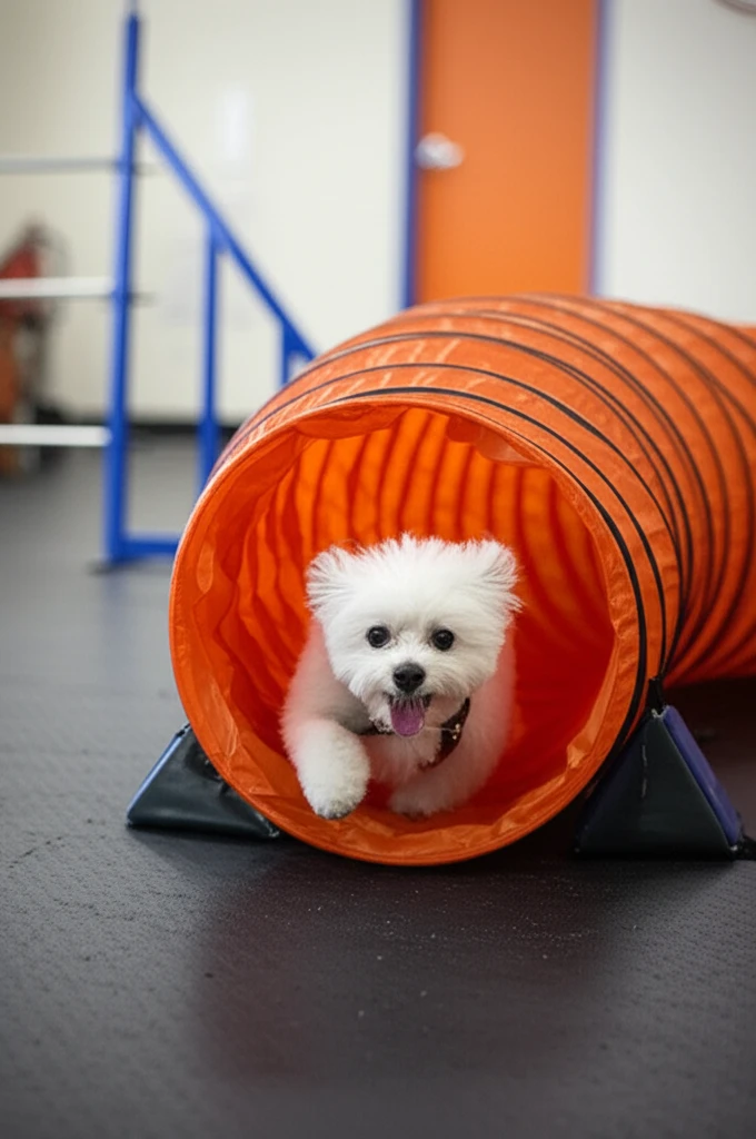 Maltese running through agility tunnel at Zoom Room