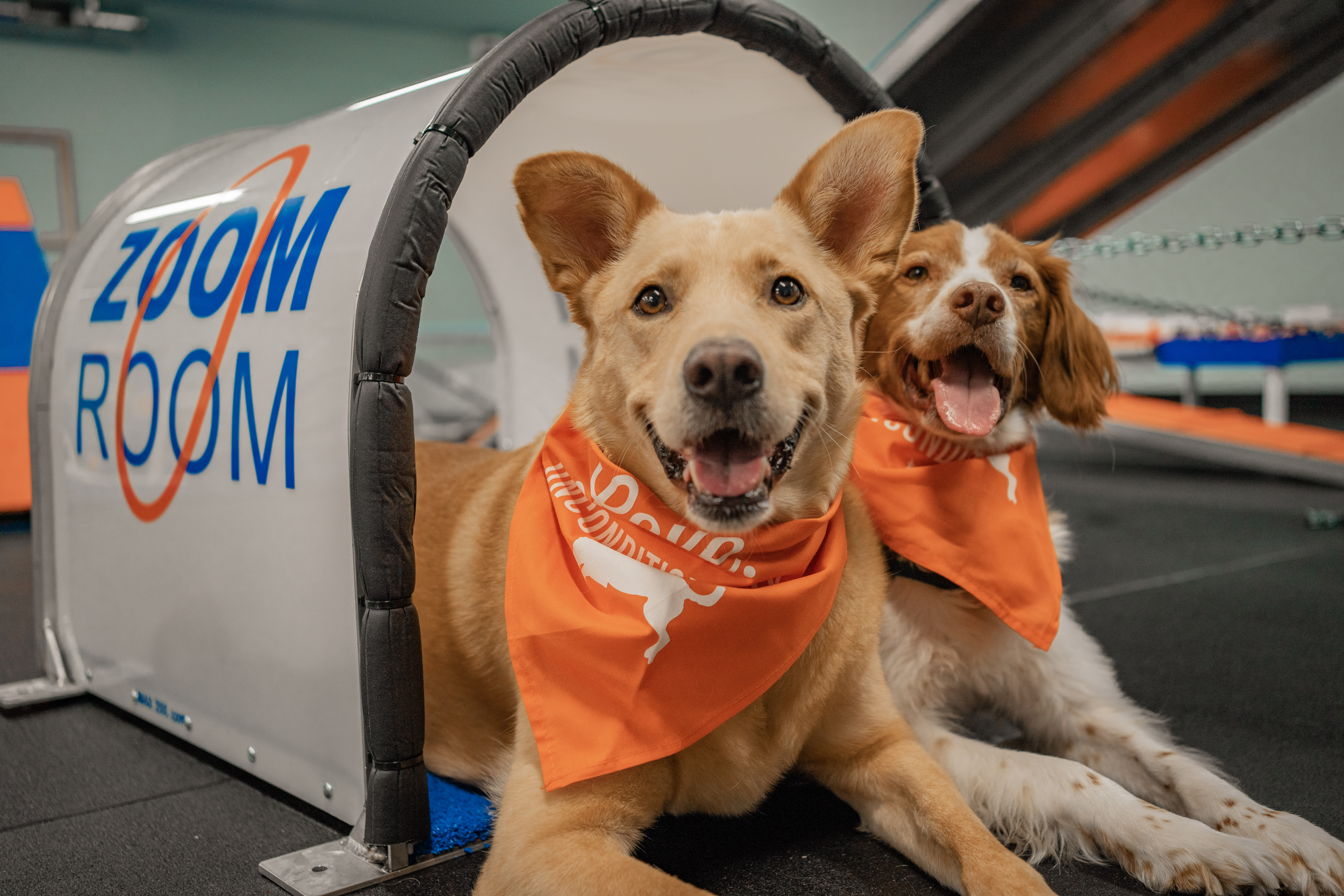 Dogs playing together during a supervised socialization session at Zoom Room, with trainers ensuring positive interactions